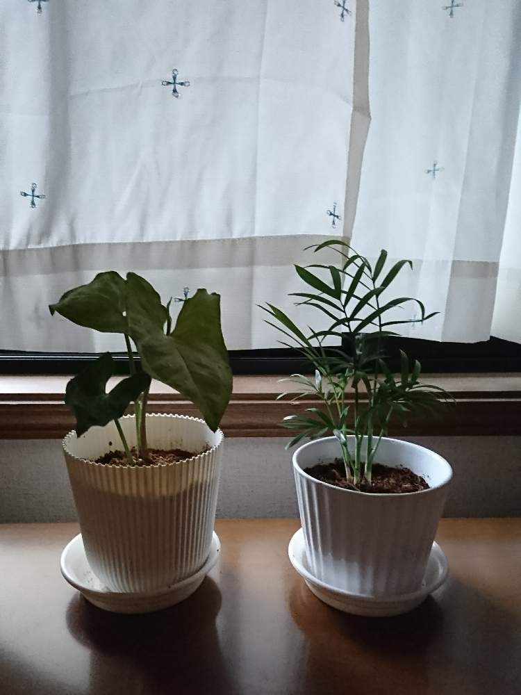 窓辺の画像 by セメレーさん | 窓辺とシンゴニウムとテーブルヤシと観葉植物と初心者とダイソー産と百均出身