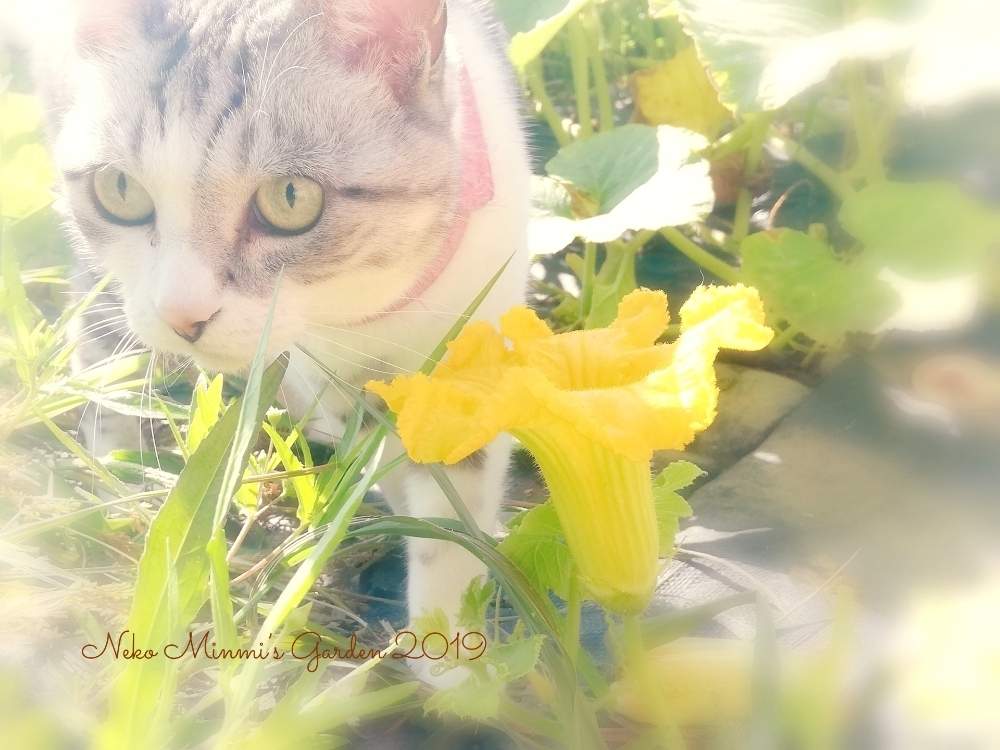 畑の画像 by 猫みんみさん | 畑とかぼちゃのお花とはなとネコのいる暮らしとみどりのある暮らしと植物のある暮らしとネコ好きとお散歩猫とネコと植物と野菜の花と花のある暮らし