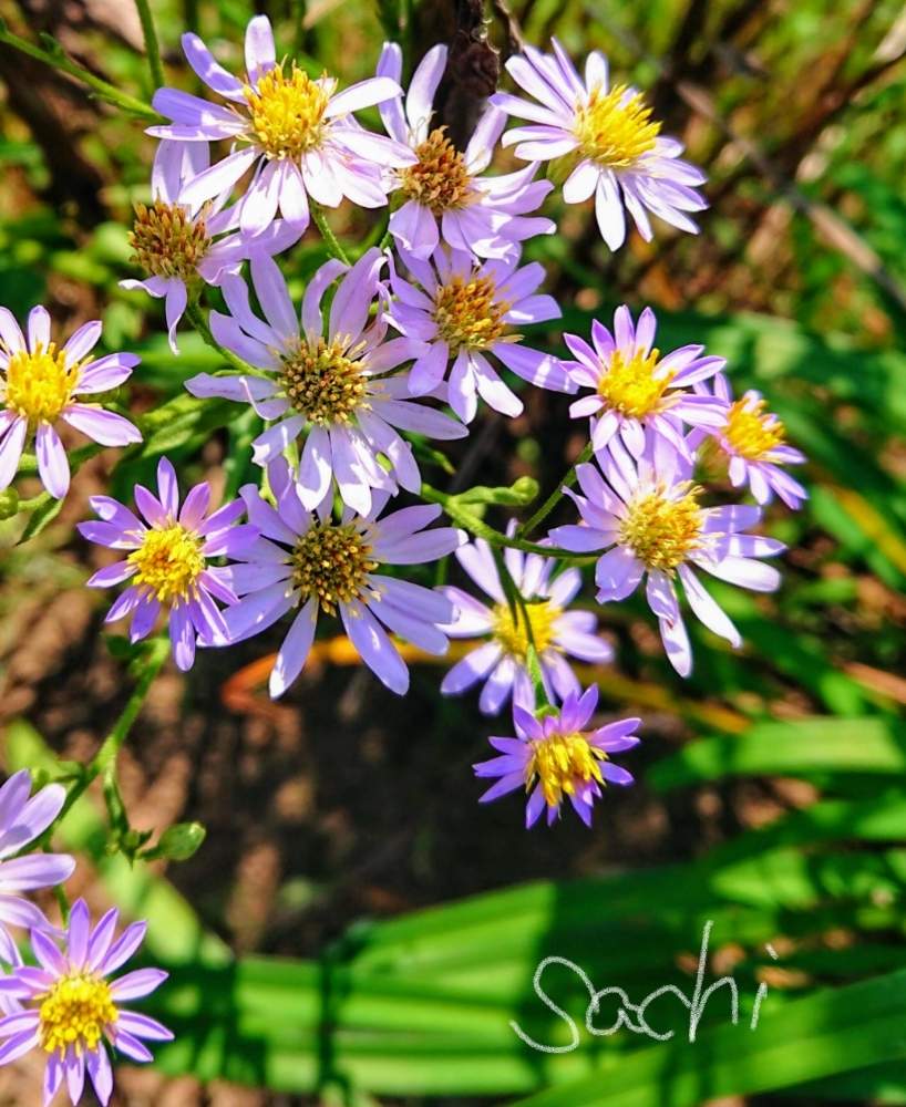 畑の画像 by sachiさん | 畑とイタリアンアスターと花のある暮らしと今日の花便りと今日の仕事道