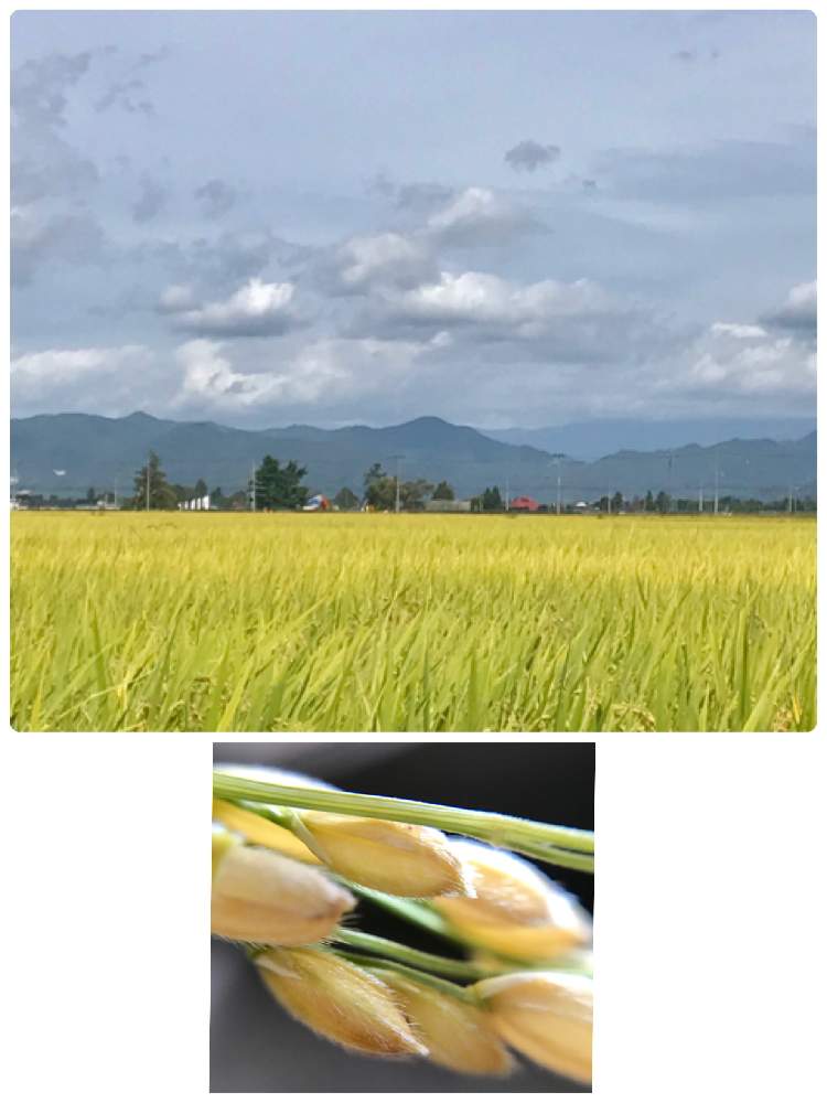 お出かけ先の画像 by アボガドさん | お出かけ先と収穫直前の稲穂と花のある暮らしと秋の訪れと植物観察と頭の垂れる稲穂