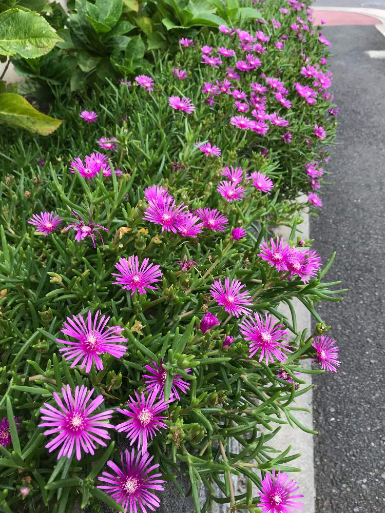 お出かけ先の画像 by 花水木さん | お出かけ先とマツバギクと花のある暮らしと身近な植物