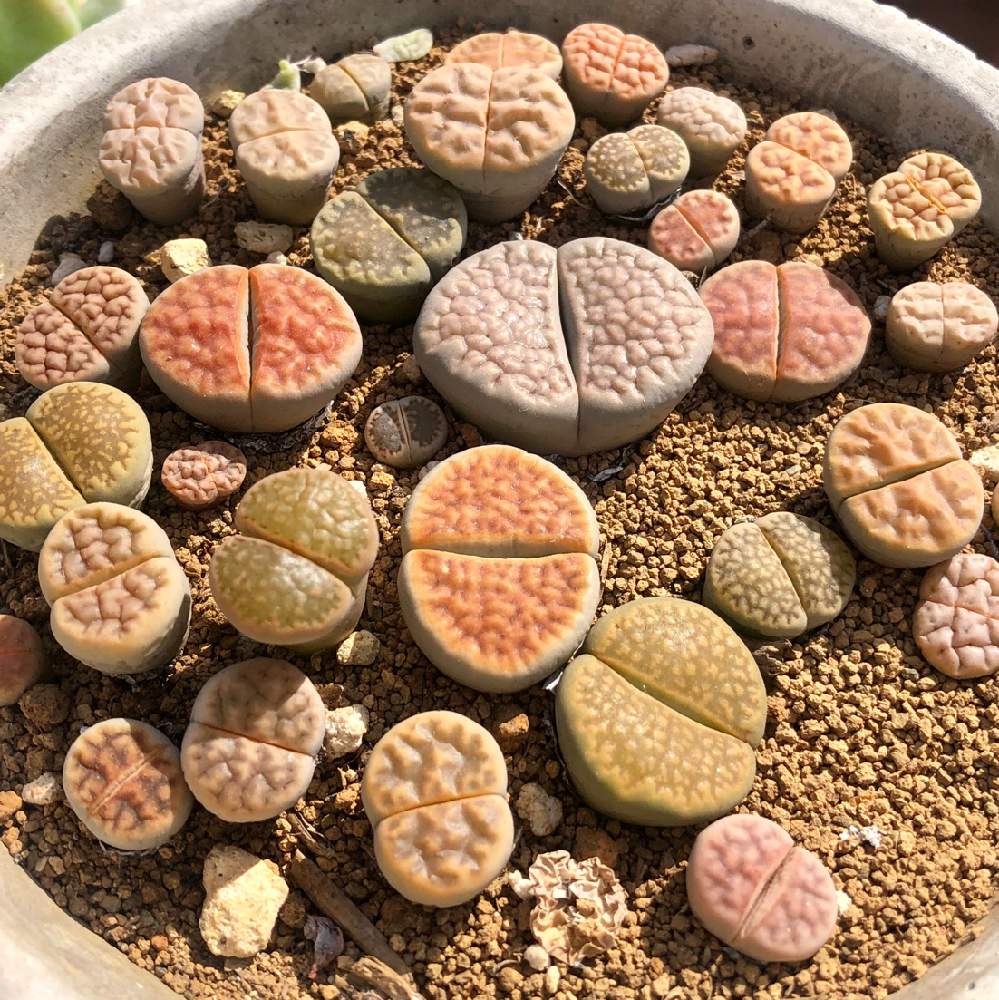 バルコニー/ベランダの画像 by てるるさん | バルコニー/ベランダとリトープスと多肉植物と多肉大好きとメセンとタニラーとリトープス属とタニク初心者と多肉初心者とバルコニスト