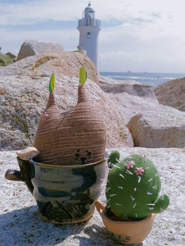 お出かけ先の画像 by poporopoooさん | お出かけ先とへーき♪とまぶしくないの?と多肉植物とアデニウム属とパキポディウム属とサボテン科と観葉植物と植物のある暮らしと塊根植物のある暮らしと塊根と陶器と塊根女子とGS映えとコーデックスとCaudexと緑のある暮らしと多肉女子と多肉植物とサボテンと塊根植物と多肉とフィギュアと花のある暮らしとサボテンの花