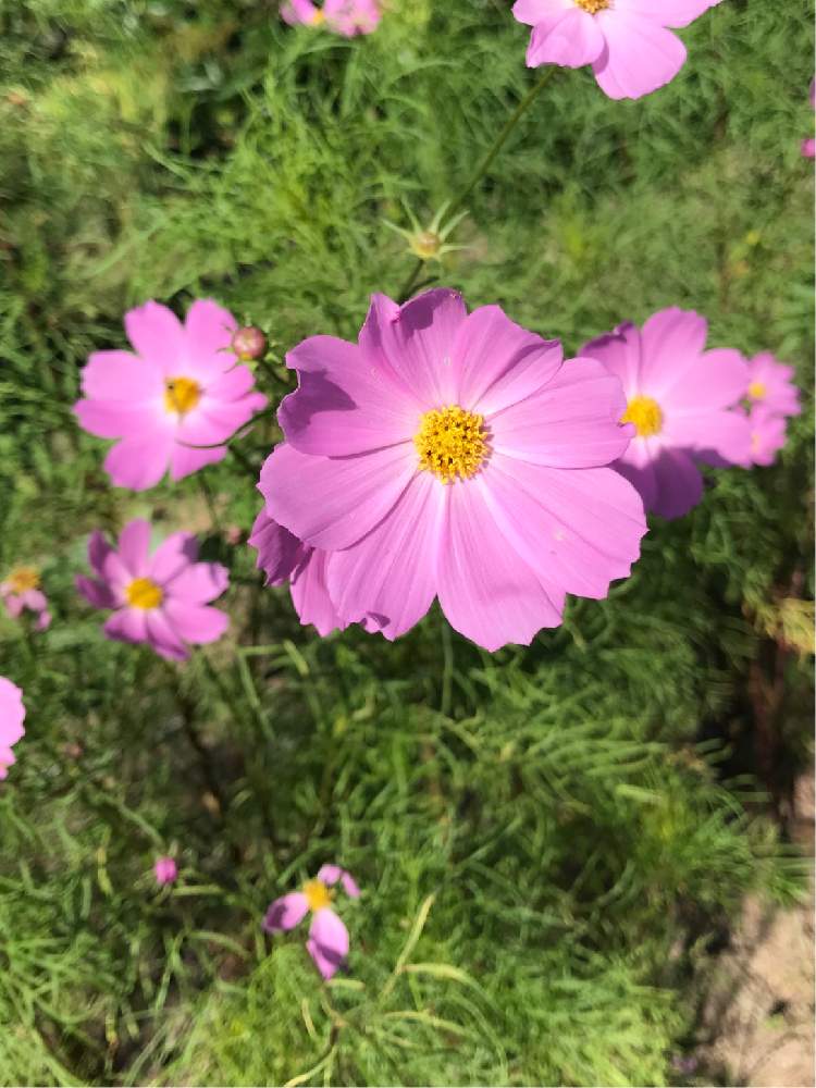 お出かけ先の画像 by バジルさん | お出かけ先とコスモスと花壇と秋の花と花のある暮らしと秋の気配