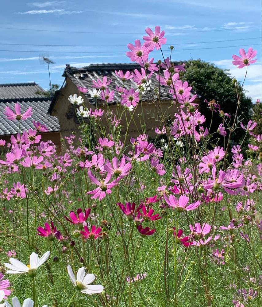 お出かけ先の画像 by えみちゃんさん | お出かけ先とコスモスと今日のお花と通りがかりの散歩道と花撮りウオーキング