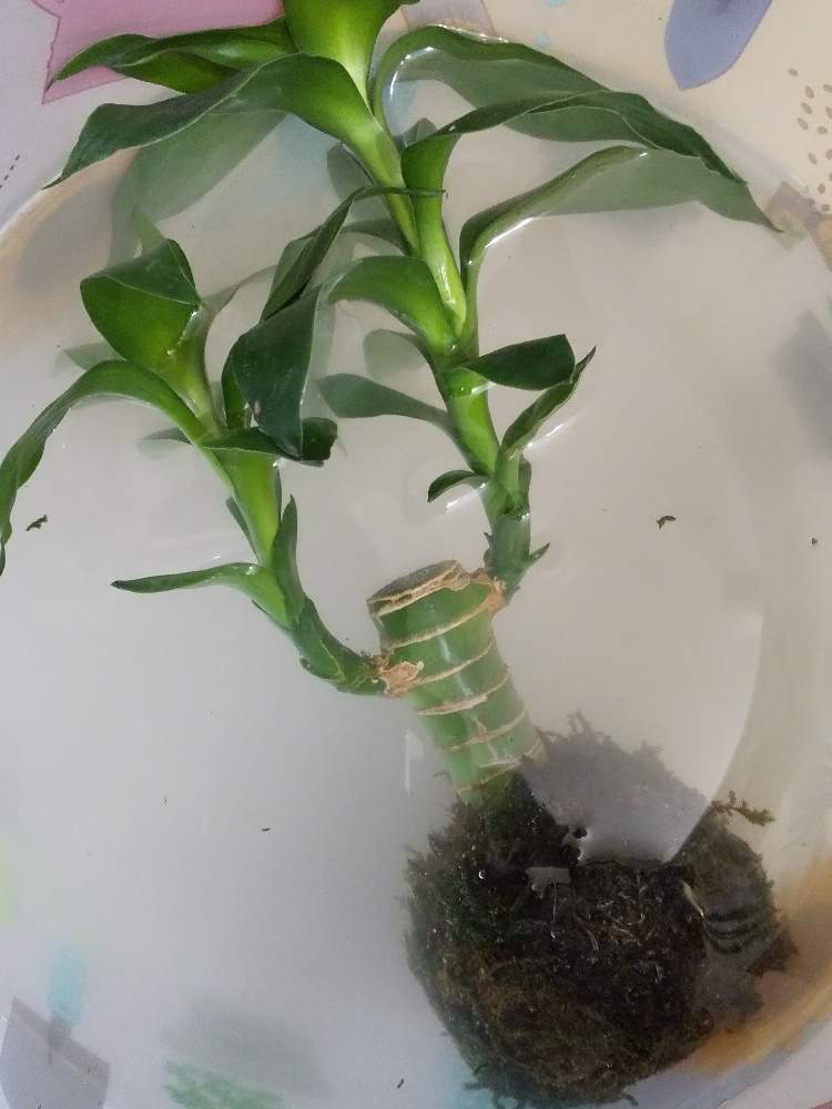 階段/廊下の画像 by AOさん | 階段/廊下とミリオンバンブーと水やりとわが家の観葉植物❢と植中毒とオルトランと苔玉と観葉植物がスキ