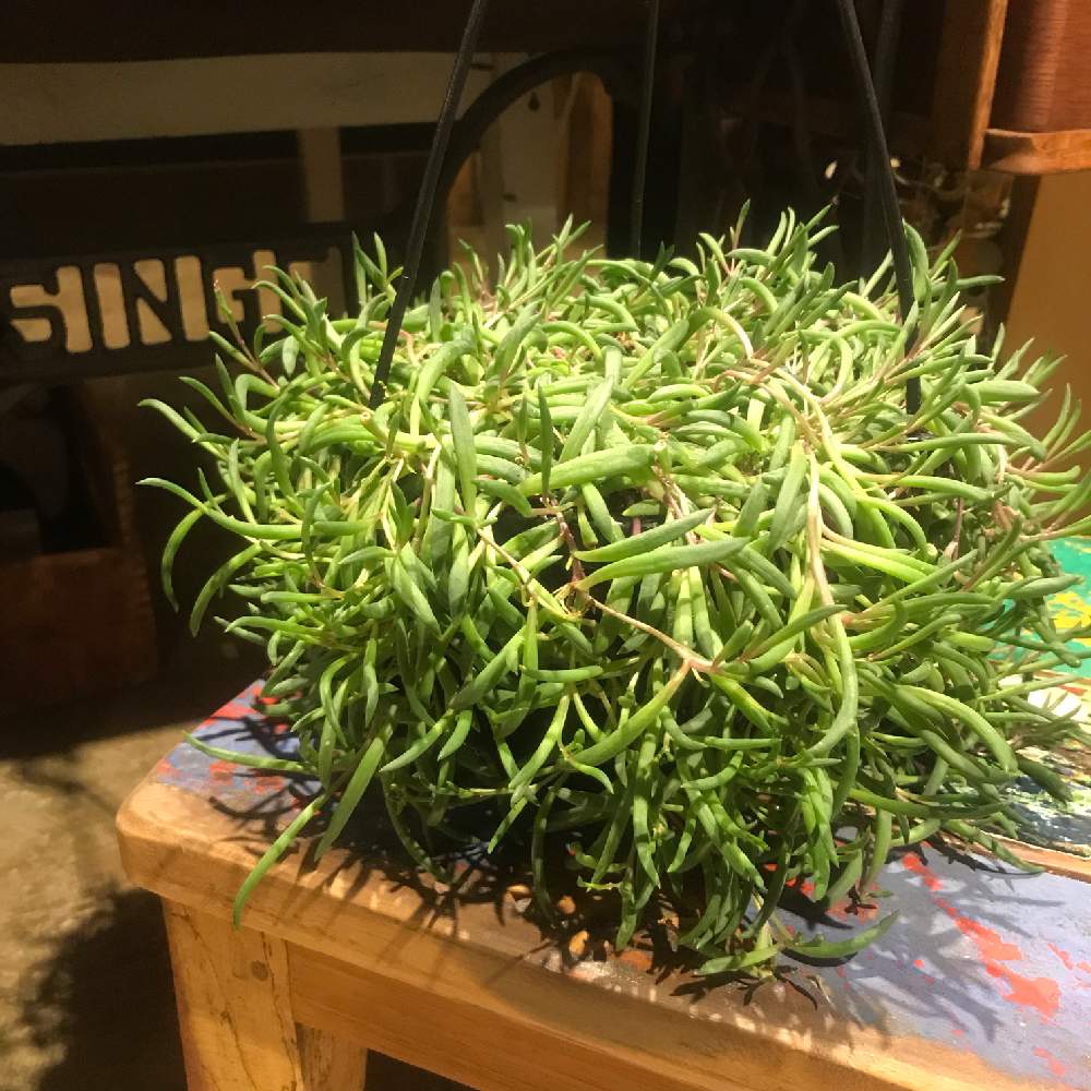 インテリアの画像 by junさん | インテリアとルビーネックレスと多肉植物とボタニカルライフとアンティーク雑貨とお気に入り♡と癒しとGS映えとno green no lifeと植中毒と多肉女子ともりもりと可愛いと肉厚な葉とインテリアグリーンと素敵