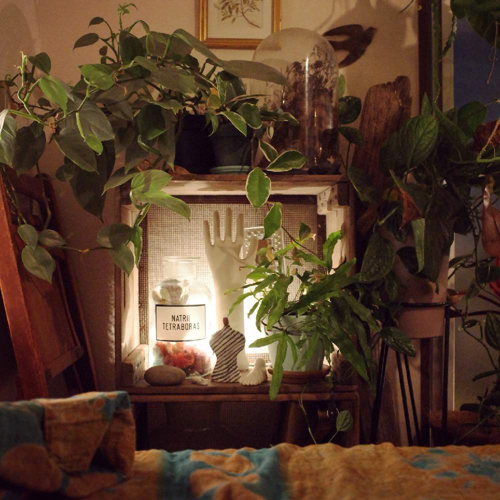 棚の画像 by SHINPEIさん | 棚と照明と植物と観葉植物とグリーンインテリアと耐陰性ある植物と半日陰とインテリアと植物と丈夫な植物と雑貨と観葉植物のある暮らしとアーバンジャングルとディスプレイとインテリアグリーン