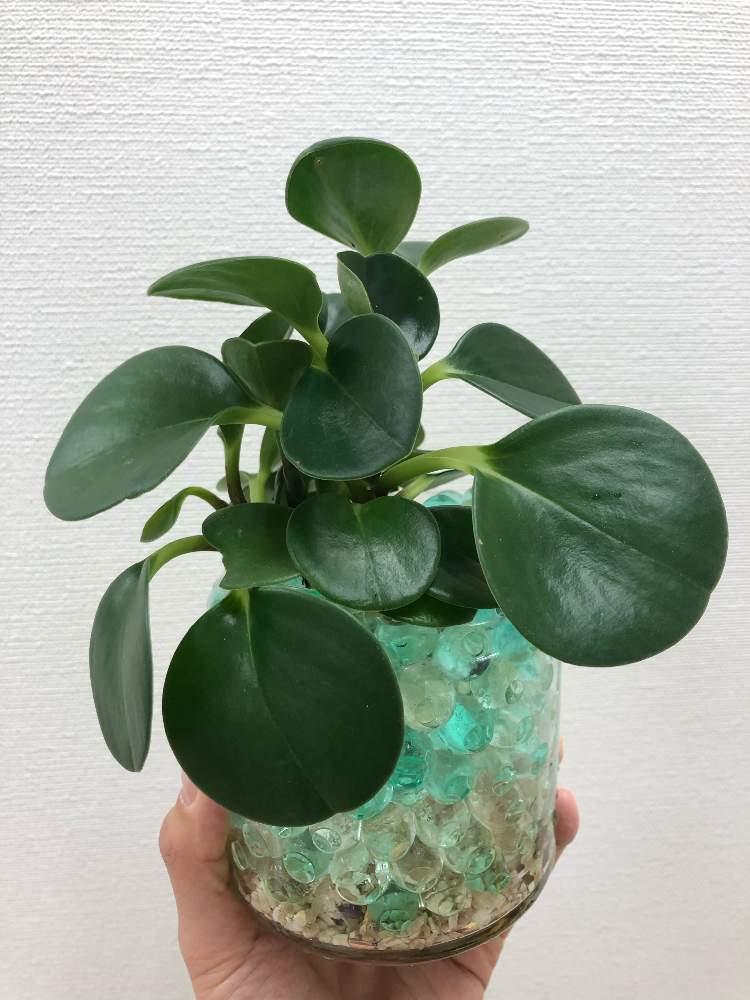 インテリアの画像 by そらさん | インテリアとペペロミア オブツシフォリアと令和最初の植物と観葉植物とダイソー観葉植物とペペロミア属とペペロミアの成長記録とダイソー産
