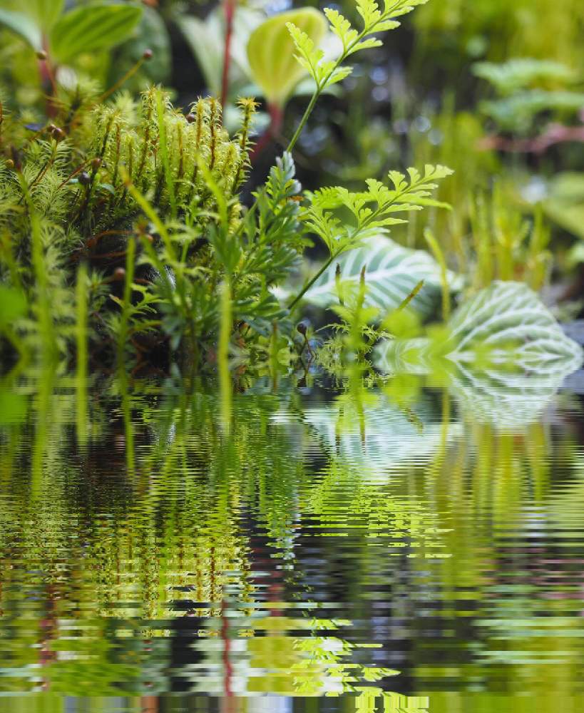 インテリアの画像 by 熱帯魚人.comさん | インテリアとGS映え?とテカテカと苔 (コケ)とアート?と植欲旺盛とテラリウムとパルダリウムとヒバ油とレインボー✨とシダ植物と水草と緑色と新芽