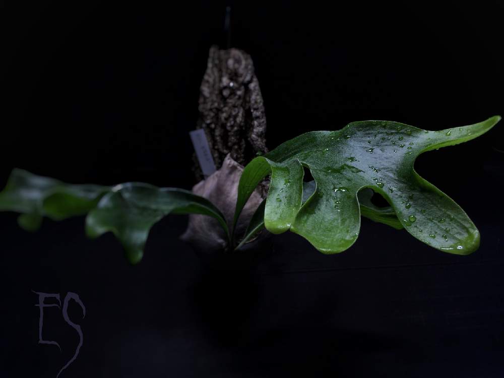 部屋の画像 by Esさん | 部屋と着生植物と コウモリラン と ビカクシダと新芽フェチとシダで幸せと植中毒と着生シダとシダはいいぞとシダ植物とビカクシダ属とうっとりと萌え萌え