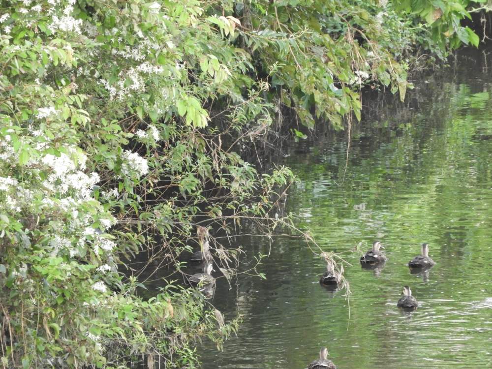 お出かけ先の画像 by さいたまつぼみさん | お出かけ先と仙人草と埼玉万歳と野鳥と埼玉県と白い花とお散歩と魂込めてみた