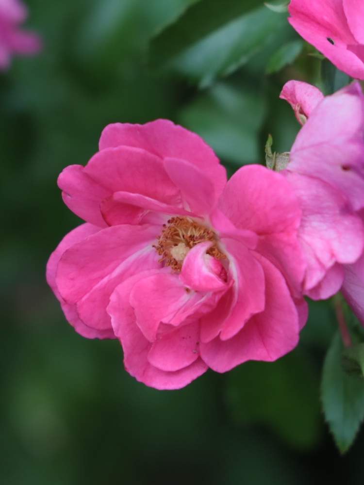 お出かけ先の画像 by quattroさん | お出かけ先とバラ園とバラ特集とばら バラ 薔薇とお写んぽとお写ん歩とGreenSnapmarcheと花のある暮らしとバラ・ミニバラとGREEN UP!とプラスチックスマート