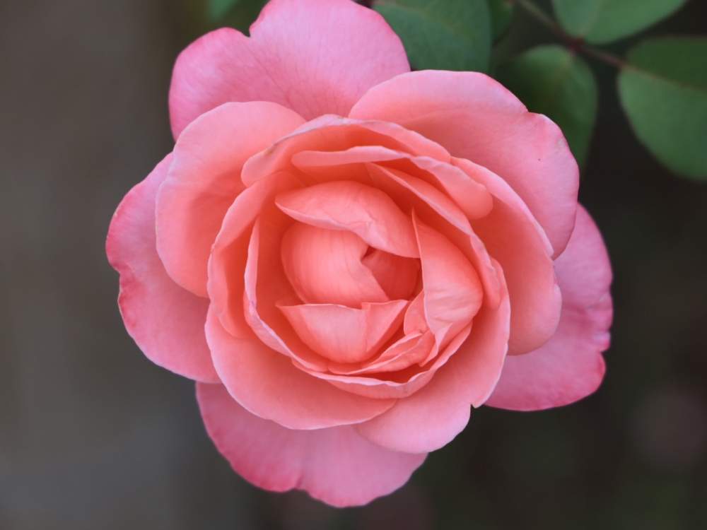 お出かけ先の画像 by quattroさん | お出かけ先とバラ園とバラ特集とばら バラ 薔薇とお写んぽとお写ん歩とGreenSnapmarcheと花のある暮らしとバラ・ミニバラとGREEN UP!とプラスチックスマート
