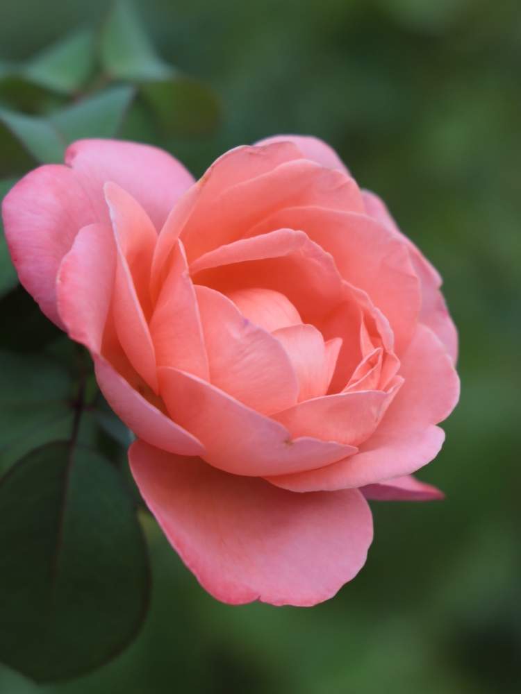 お出かけ先の画像 by quattroさん | お出かけ先とバラ園とバラ特集とばら バラ 薔薇とお写んぽとお写ん歩とGreenSnapmarcheと花のある暮らしとバラ・ミニバラとGREEN UP!とプラスチックスマート