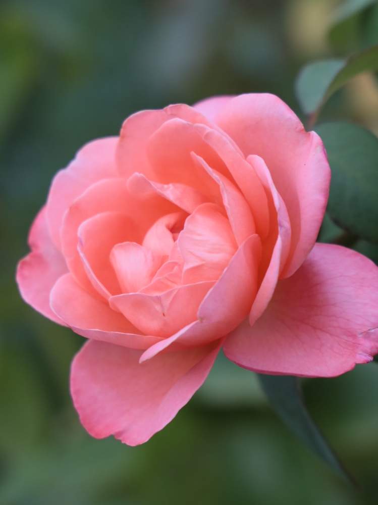 お出かけ先の画像 by quattroさん | お出かけ先とバラ園とバラ特集とばら バラ 薔薇とお写んぽとお写ん歩とGreenSnapmarcheと花のある暮らしとバラ・ミニバラとGREEN UP!とプラスチックスマート