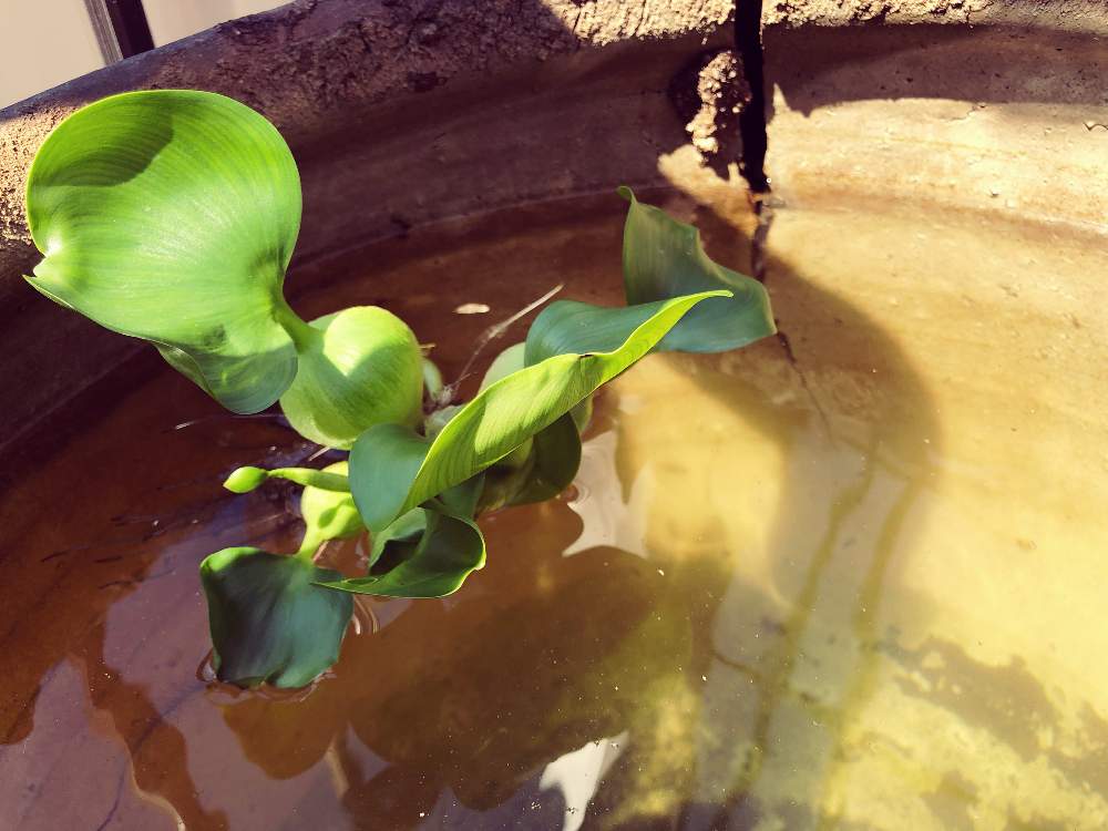 小さな庭の画像 by ティンさん | 小さな庭とホテイ草と2019秋と水草フォトコンと花のある暮らし