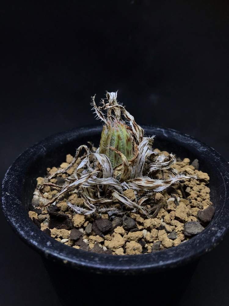 お出かけ先の画像 by いろはさん | お出かけ先と多肉植物と観葉植物とアエオニウムとアエオニウム属と植中毒と珍奇植物