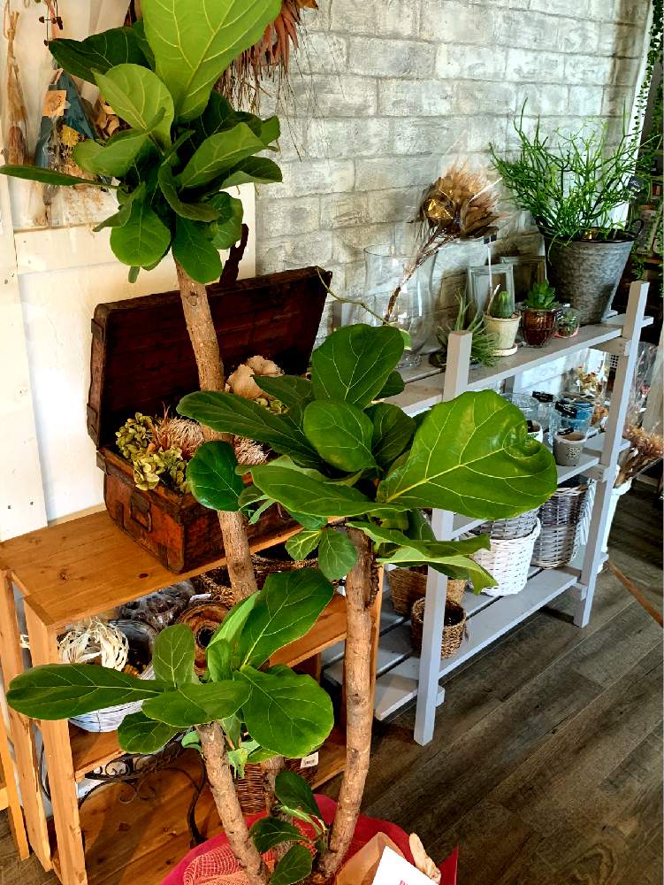 インテリアの画像 by Plants Cafe コハルビヨリさん | インテリアと観葉植物のある暮らし