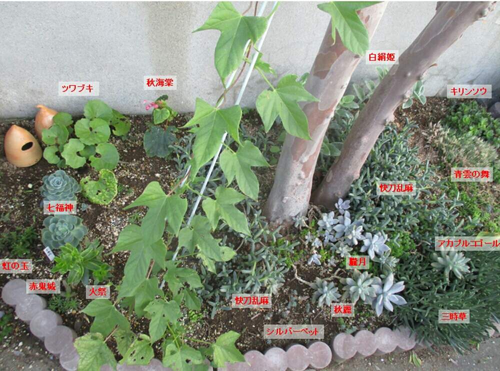 小さな庭の画像 by tanikuharuさん | 小さな庭と多肉中毒と多肉植物と観葉植物と多肉箱庭と我が家の多肉と多肉大好きと植中毒と今日の一枚と多肉初心者