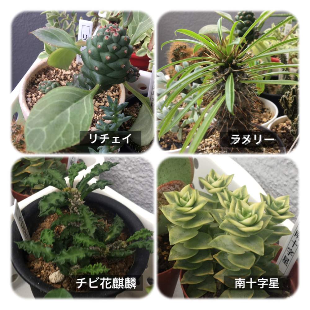 バルコニー/ベランダの画像 by あなリリーさん | バルコニー/ベランダとクラッスラ 南十字星とモナデニウム リチェイとパキポディウム ラメリーとユーフォルビア ちび花キリン