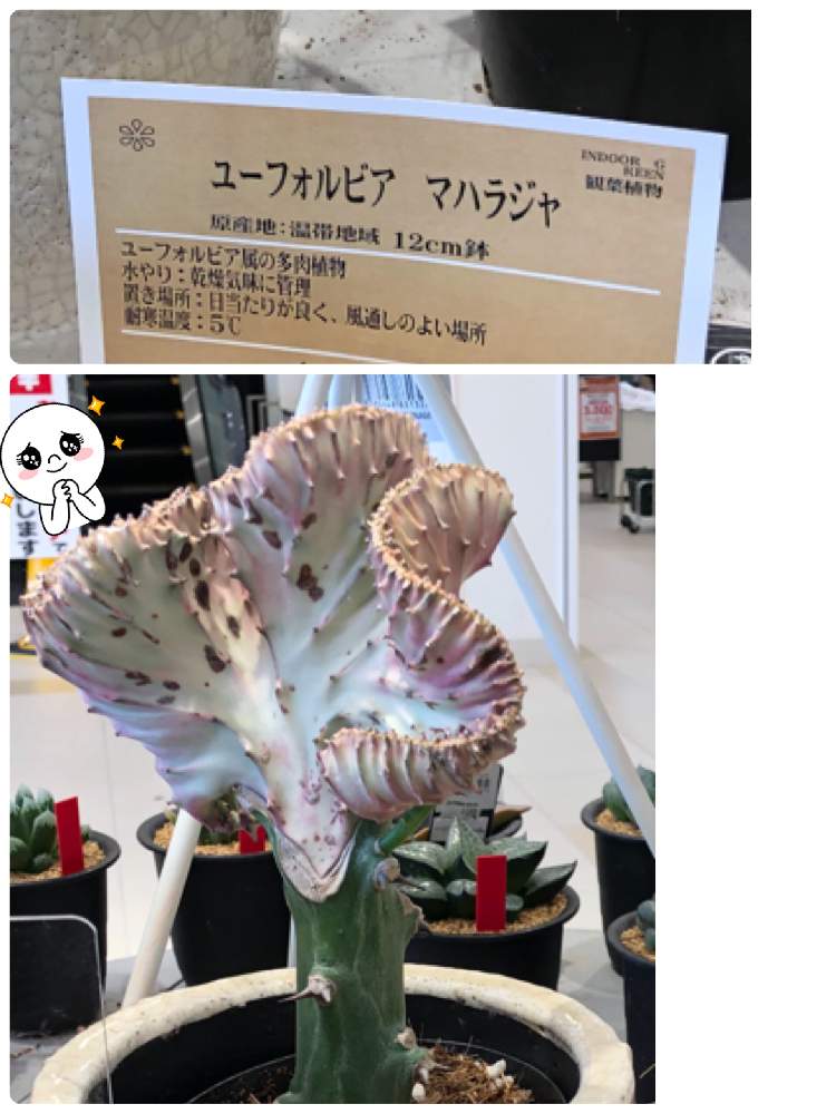 お出かけ先の画像 by オリーブママちゃんさん | お出かけ先と癒しを求めてとオリーブママちゃんの観察日記とほっこり♡とGS映えとお花屋さんの店先でと自転車乗ってとno green no lifeとこんなこともあるあると花のある暮らしとGS皆様ありがとうとおはようございます❣️と楽しい時間とユーホルビア属とユーホルビア ♡マハラジャと多肉植物とサボテンと多肉女子とユーホルビアとサボテン