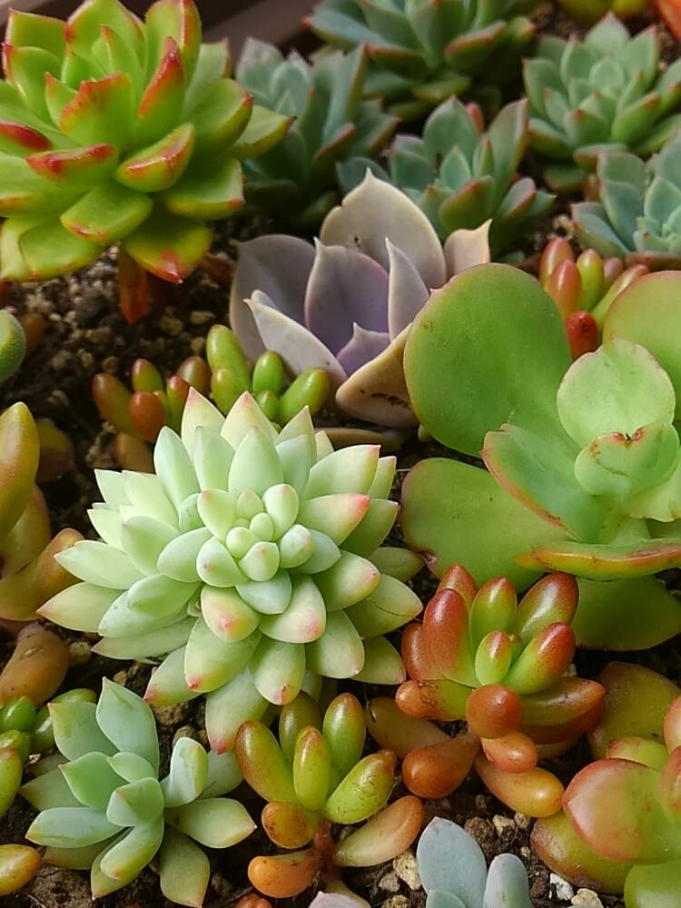 の画像 by ひよこ先生さん | 樹氷とパールフォンニュルンベルグと多肉植物と岩手県と増えやすいと育てやすいとプランターと寄せ植えと冬対策と多肉女子ともりもり