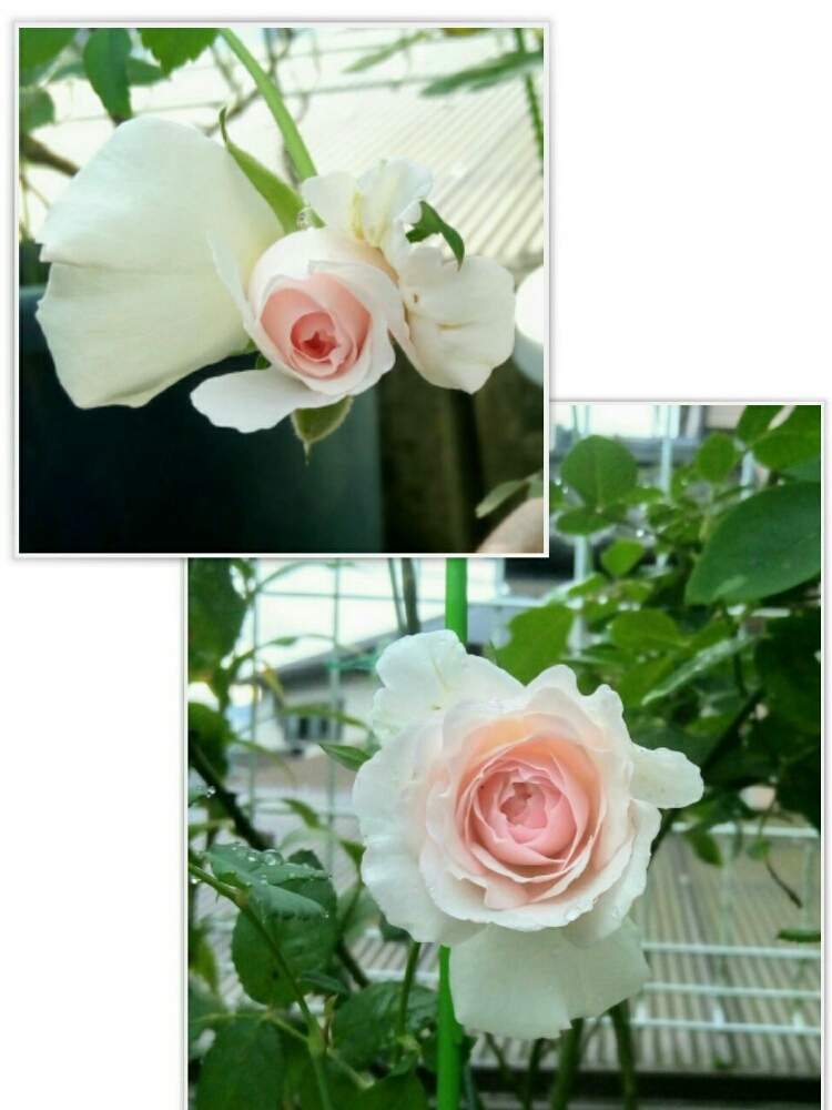 小さな庭の画像 by ひまわりさん | 小さな庭と和バラ・みさきと和ばらと薔薇に魅せられてといやされる♡と小さな花壇とガーデニングと花のある暮らしとかわいいな♡と清楚な白いお花と素敵