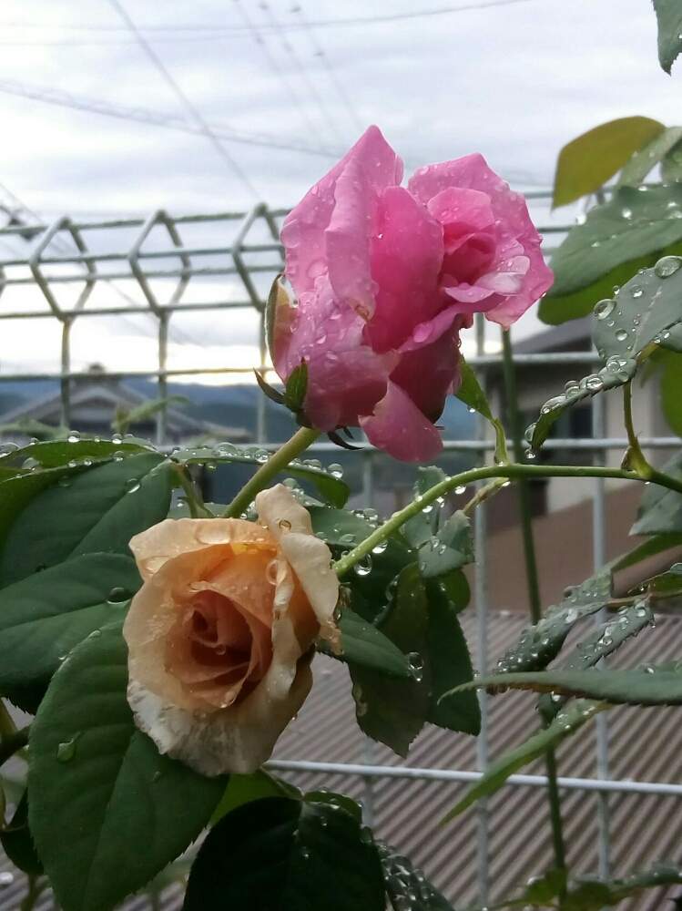 小さな庭の画像 by ひまわりさん | 小さな庭とバラ ジュリアとザ マッカートニーローズとたのしみ♡と薔薇に魅せられてといやされる♡とガーデニングと花のある暮らしと❤️大人色と素敵