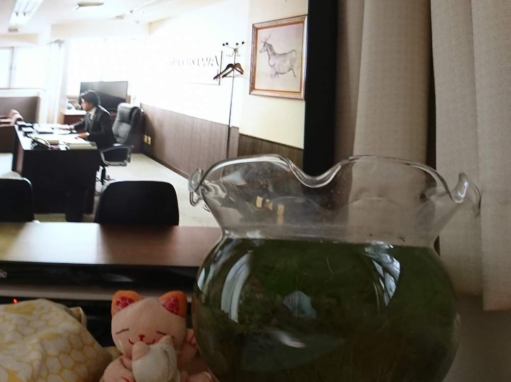部屋の画像 by さいたまつぼみさん | 部屋とカボンバと埼玉県と埼玉万歳