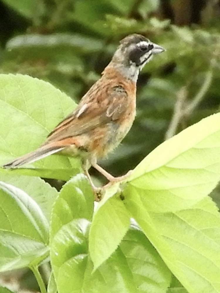 お出かけ先の画像 by さいたまつぼみさん | お出かけ先とお散歩と野鳥と埼玉県と埼玉万歳と魂込めてみた