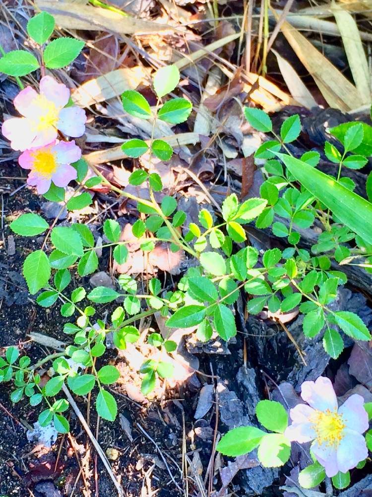 お出かけ先の画像 by 薮山雲水さん | お出かけ先とテリハノイバラとスマホ撮影と山野草とハイキング・登山と山歩きと登山道の花