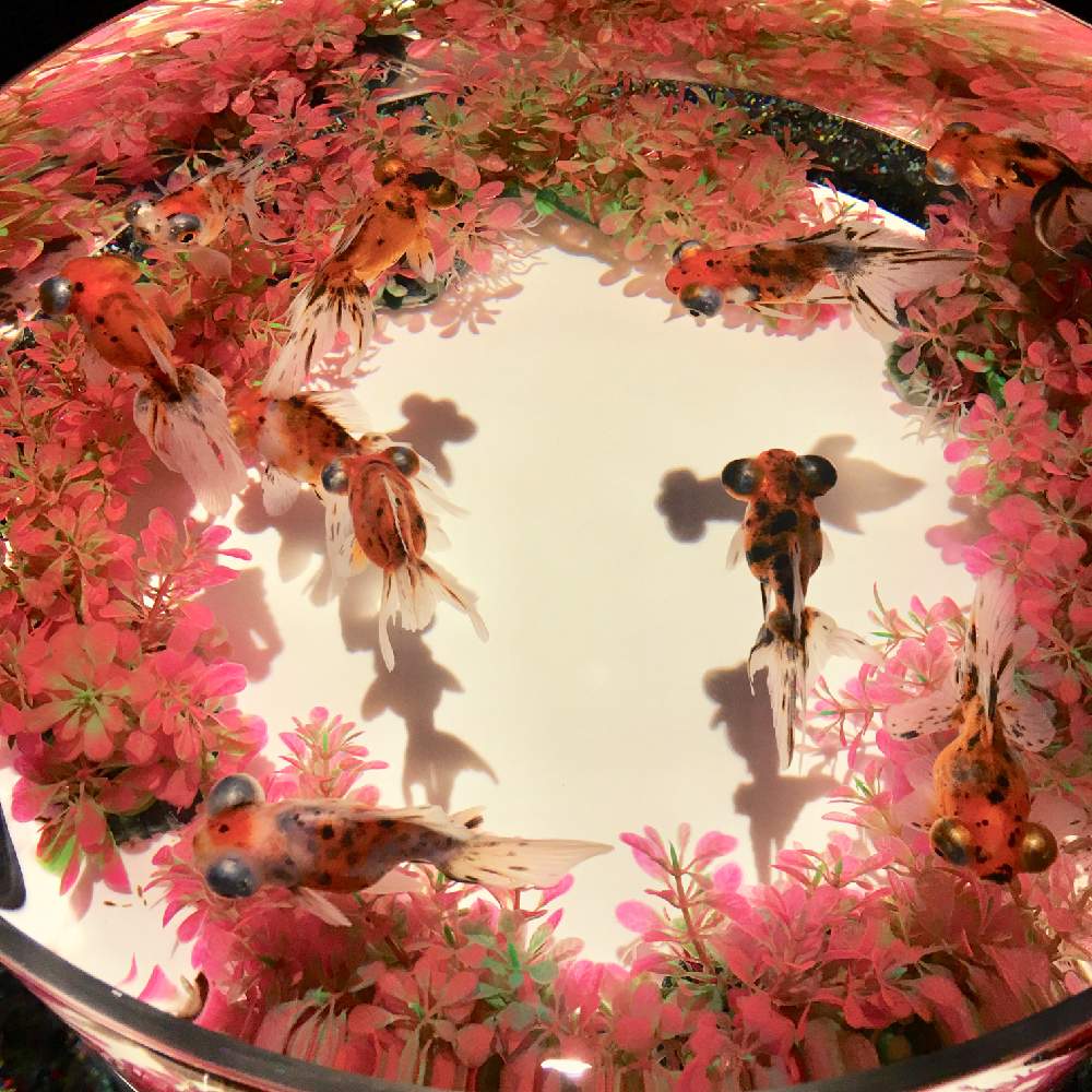 お出かけ先の画像 by ちゃーみぃさん | お出かけ先とアートアクアリウムとコレド 室町と金魚と9月と台風お見舞いと被災地の方々、頑張ってとみんな頑張れ