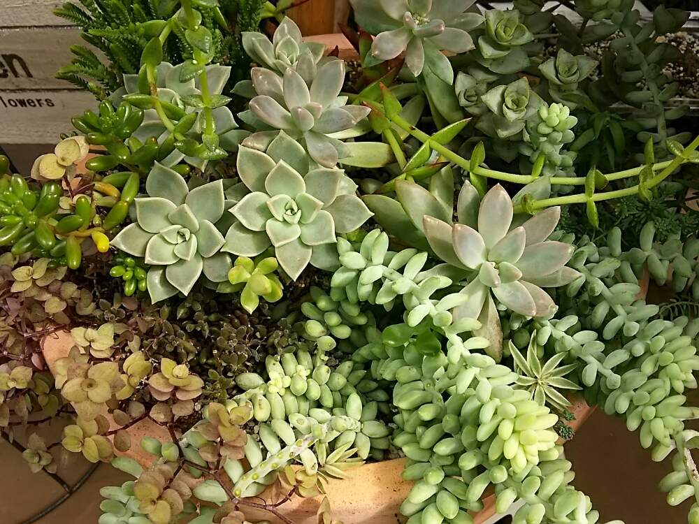 の画像 by さすけくんさん | セダム属と多肉植物と 虹の玉と 朧月と 赤鬼城とスマロ☆とブロンズ姫とクラッスラ属と寄せ植えと若緑☆と多肉の宝箱と玉つづりちゃんと秀麗(シュウレイ)と桜色カリシアと新玉つづり。