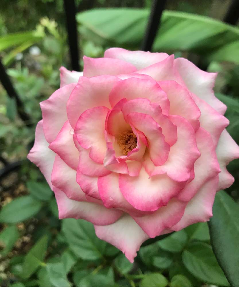 バルコニー/ベランダの画像 by K Kenさん | バルコニー/ベランダと薔薇と植物男子と方言・讃岐弁とマイコレクションとB型とバリけっこいと植中毒と今日の一枚と今日のお花とゲイの園芸と鉢植えといい香りと珍奇植物と花のある暮らしと薔薇♪とうどん県人会と記録用