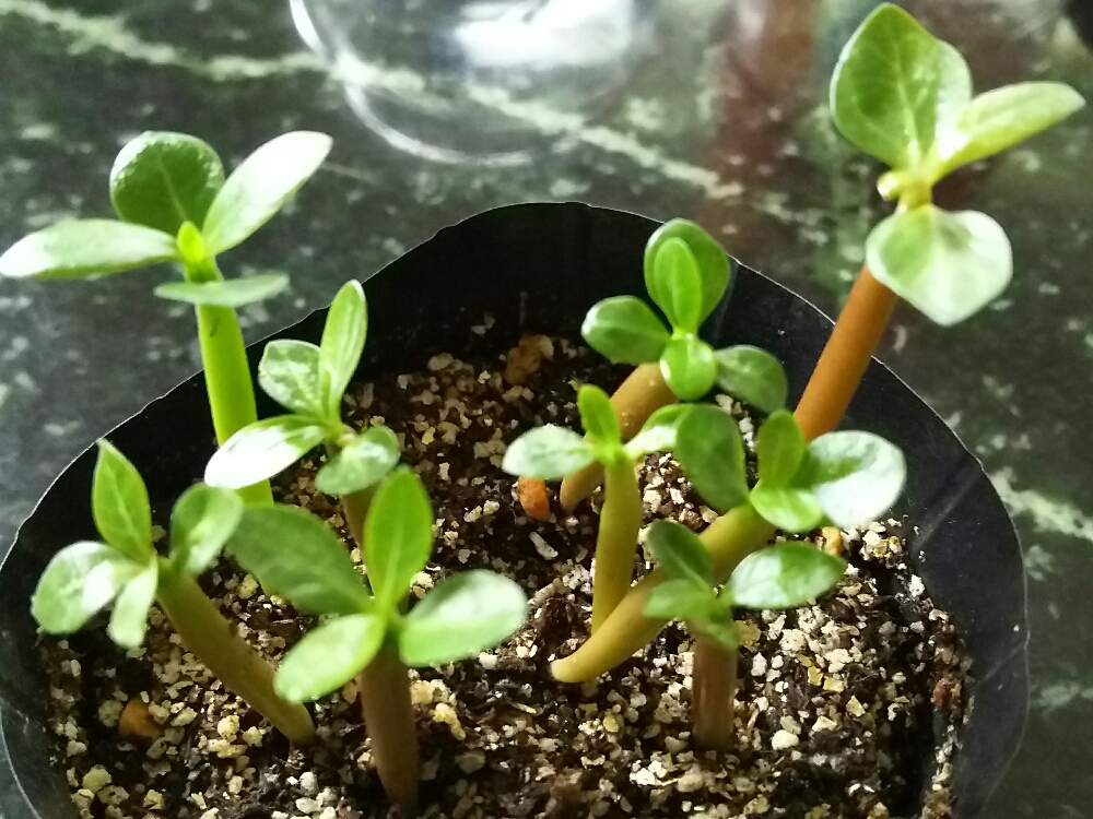 部屋の画像 by ネコざくらさん | 部屋とアデニウムと多肉植物とアデニウム属と観葉植物と花と観葉植物とわが家の観葉植物❢と砂漠の薔薇 アデニウムと多肉女子と観葉植物がスキと花のある暮らしとお花のある生活とアデニウム★実生とネコざくらと多肉植物 多肉の有るくらし