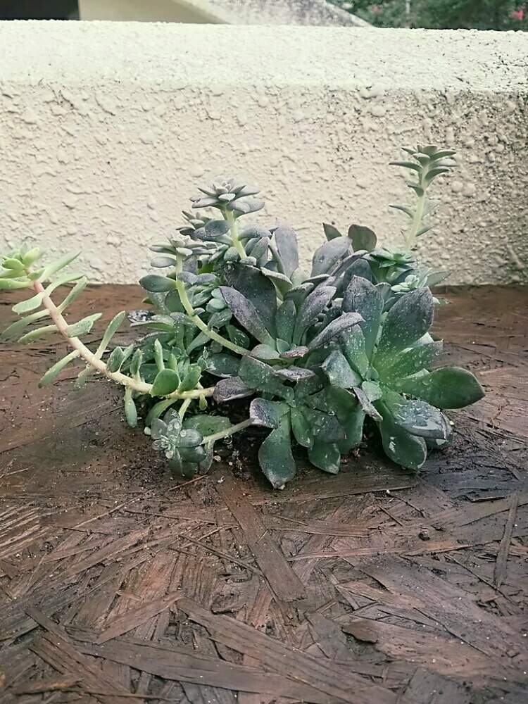 バルコニー/ベランダの画像 by あかはつさん | バルコニー/ベランダと観葉植物と多肉植物とサボテンと多肉女子と植物任せ!