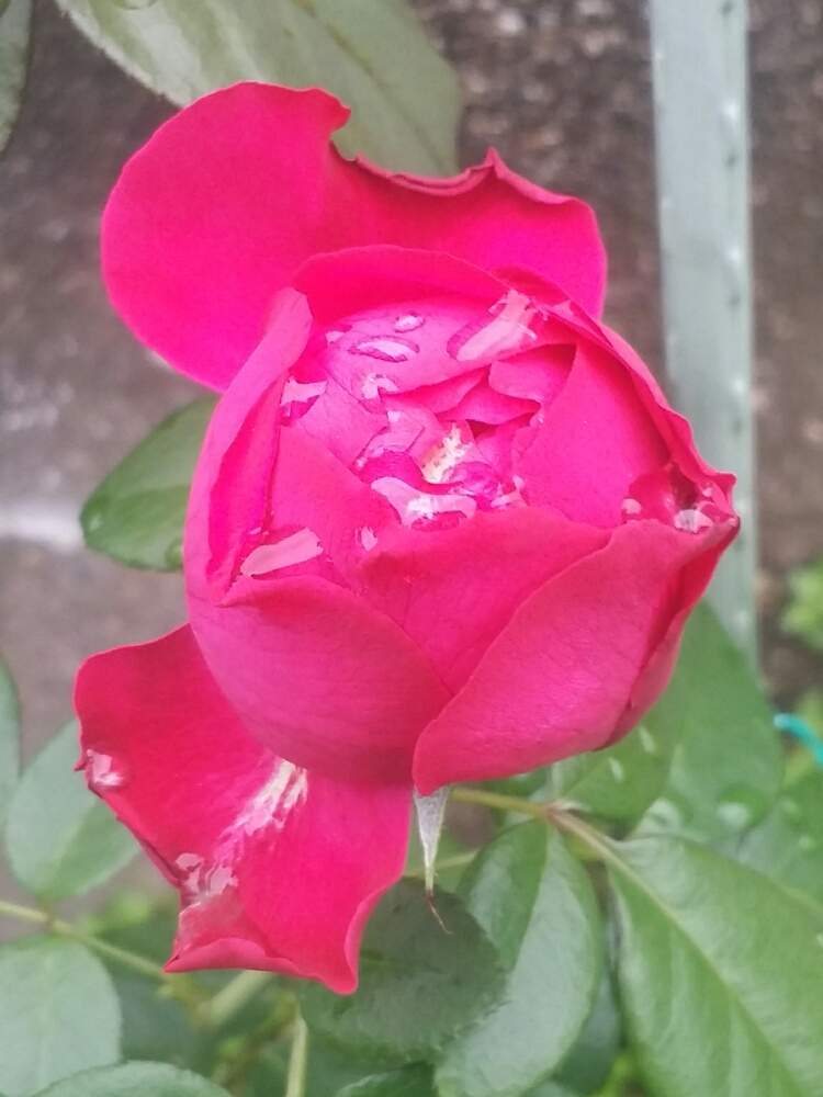 の画像 by 星白さん | ルージュピエールドゥロンサールと薔薇♪とばら バラ 薔薇