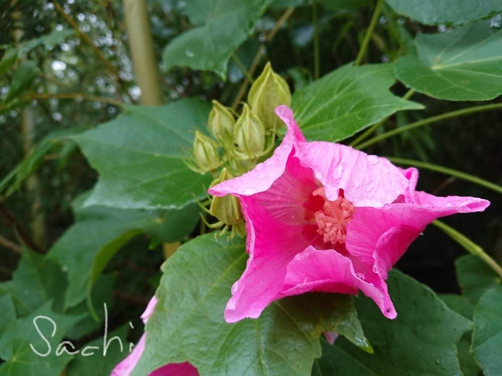 の画像 by sachiさん | フヨウと樹木の花と残したい風景と堤防沿いと今日の花便りとさんぽみちと花のある暮らし