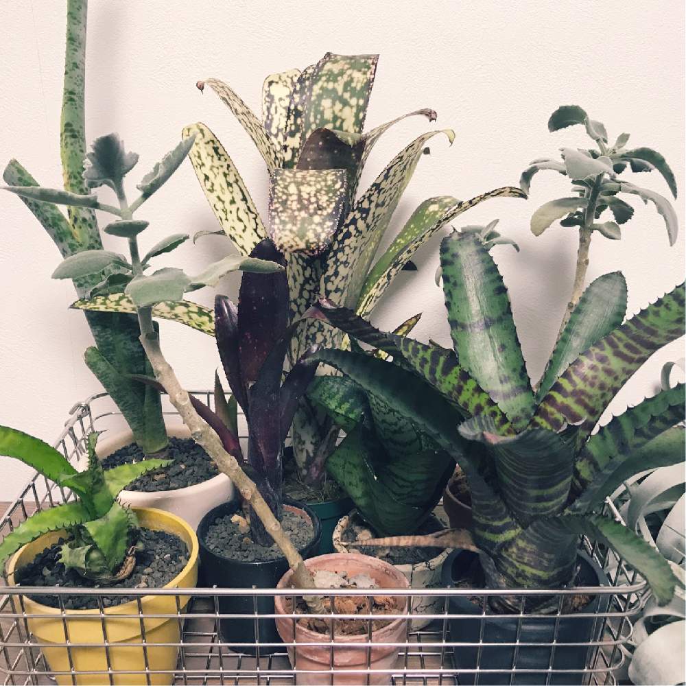 棚の画像 by サバニさん | 棚と多肉植物と観葉植物と男前植物とグリーンのある暮らしとグリーンインテリアとケスネリア属とエクメア属とレイアウト と サンスベリアとサンスベリア属と沖縄とベランダガーデンと緑のある暮らしとビルベルギア属とカランコエ属とグリーンディスプレイと男前