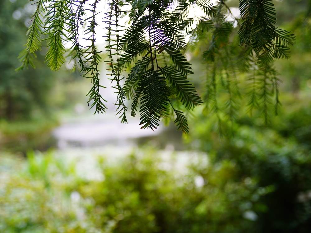 お出かけ先の画像 by quattroさん | お出かけ先と近所の公園とお写んぽとお写ん歩とGreenSnapmarcheと花のある暮らしとGREEN UP!とプラスチックスマート
