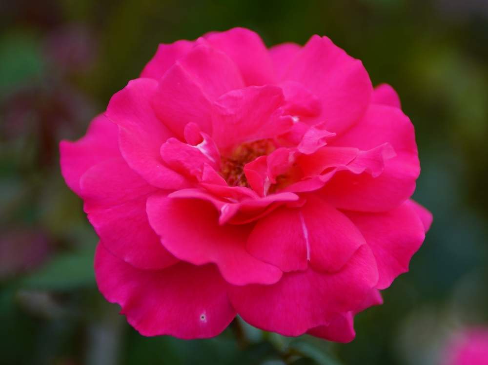 お出かけ先の画像 by quattroさん | お出かけ先とバラ園とバラ特集とばら バラ 薔薇とお写んぽとお写ん歩とGreenSnapmarcheと花のある暮らしとバラ・ミニバラとGREEN UP!とプラスチックスマート
