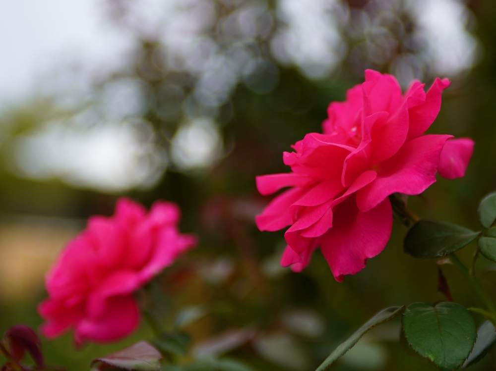 お出かけ先の画像 by quattroさん | お出かけ先とバラ園とバラ特集とばら バラ 薔薇とお写んぽとお写ん歩とGreenSnapmarcheと花のある暮らしとバラ・ミニバラとGREEN UP!とプラスチックスマート
