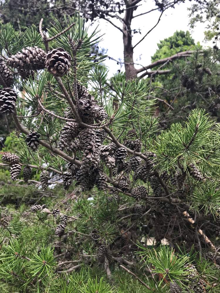 お出かけ先の画像 by たらさん | お出かけ先と公園と植物園とGreenSnapmarcheと長居植物園と花のある暮らしとGREEN UP!