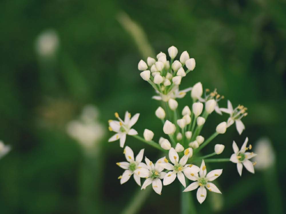 お出かけ先の画像 by みゆっちෆさん | お出かけ先と韮のはなとにらの花とみどりのある暮らしと高崎市と植物だいすきと緑に癒される(´- `*)と花のある暮らしとお花のある生活と群馬県