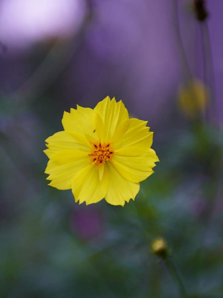 お出かけ先の画像 by quattroさん | お出かけ先と近所の公園とお写んぽとお写ん歩とGreenSnapmarcheと花のある暮らしとGREEN UP!とプラスチックスマート