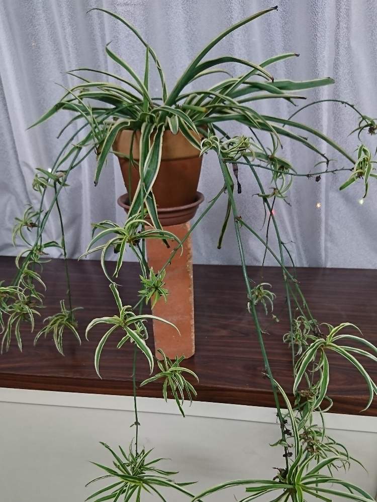 部屋の画像 by きいたんさん | 部屋とオリズルランと耐寒性宿根草と観葉植物とふいりの葉っぱと半日陰と鉢植えと花のある暮らし