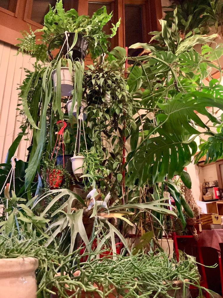 部屋の画像 by 8787さん | 部屋と観葉植物と台風避難と植物のある暮らしと植中毒