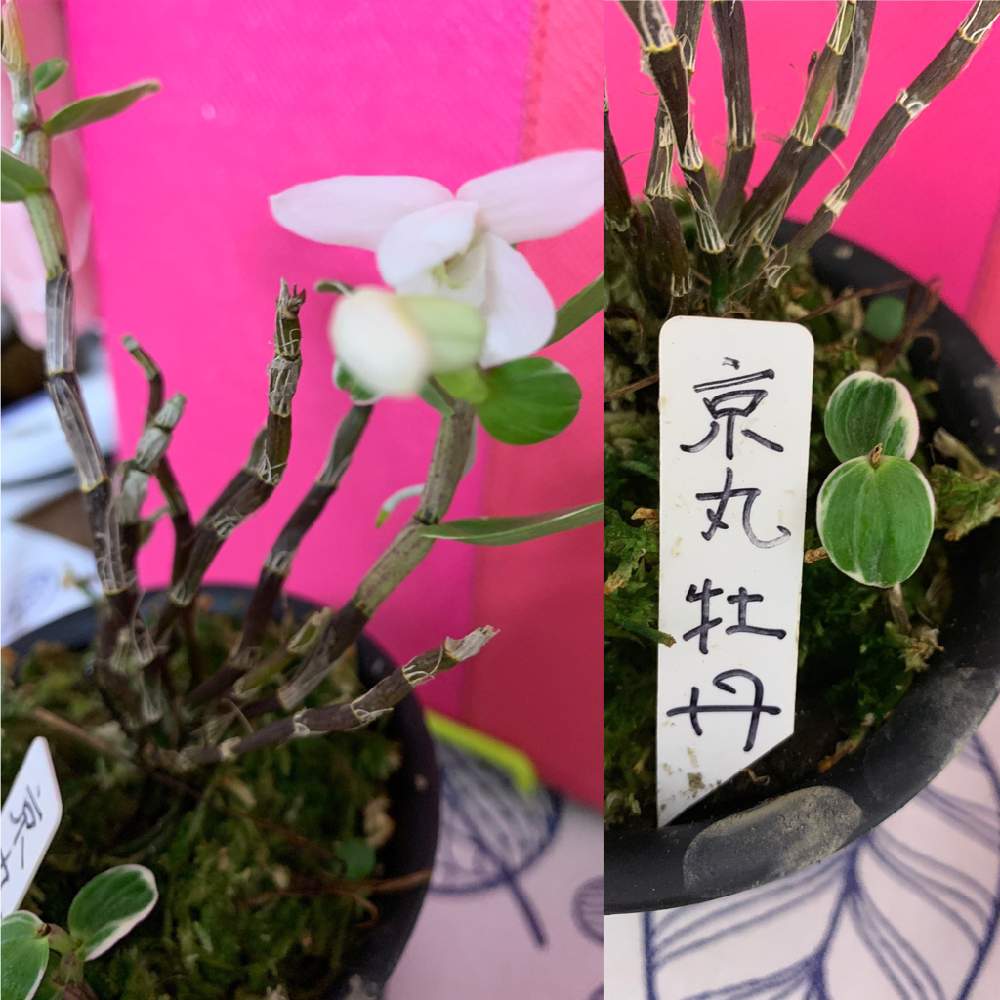 バルコニー/ベランダの画像 by NANAさん | バルコニー/ベランダと今日の一枚と今日のお花と花のある暮らしとチーム福岡とバルコニストと咲いた!
