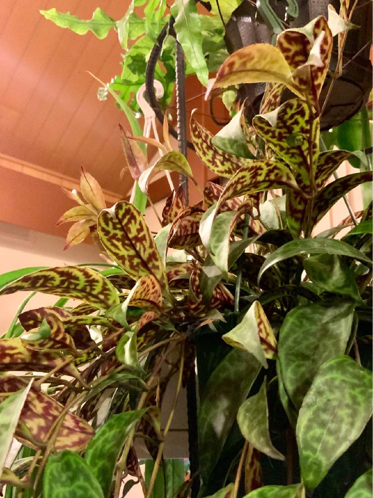部屋の画像 by 8787さん | 部屋と観葉植物と植物のある暮らしとエスキナンサス属とエスキナンサス マルモラタスと植中毒